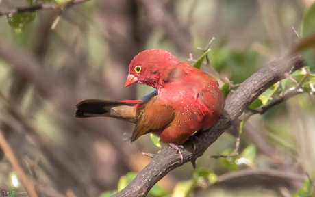 Firefinch male, vuurvinkje