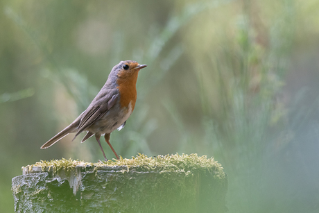 Roodborst