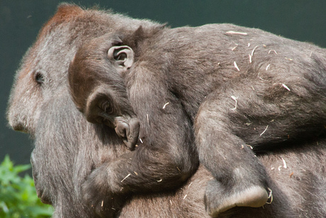 Gorilla