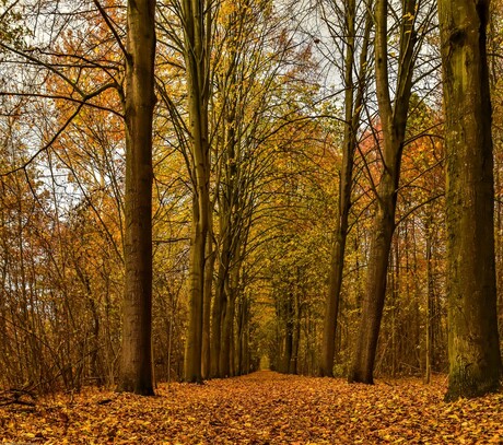 Laatste herfst kleuren ......