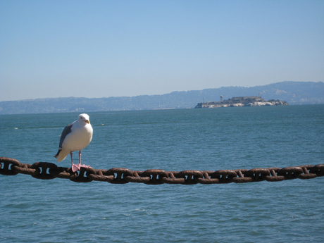 Alcatraz, seagull and chains