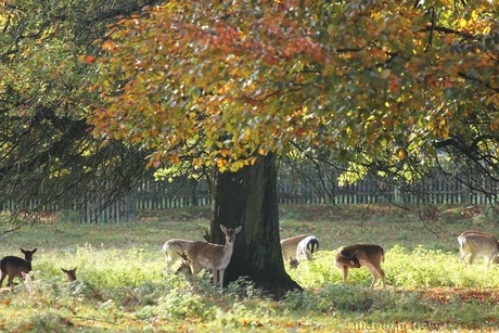 hertjes onder de boom