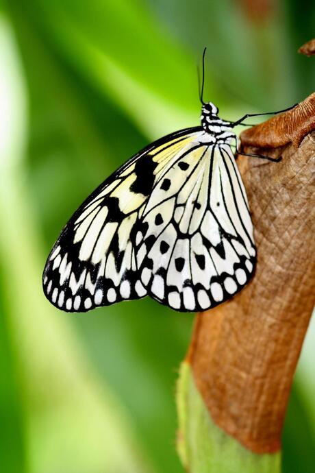 papier vlinder