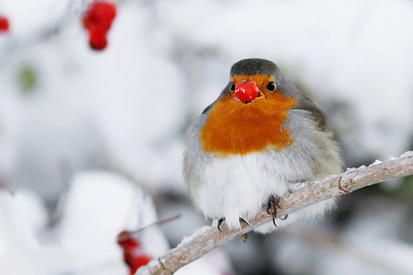 Rudolph the Rednose Robin