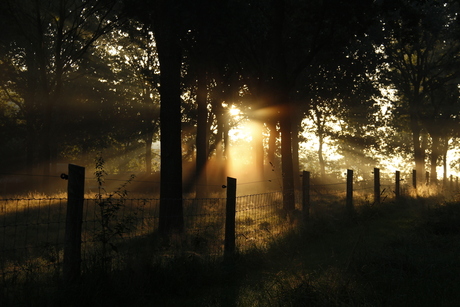 het ochtend licht