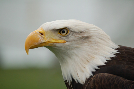 amerikaanse zeearend