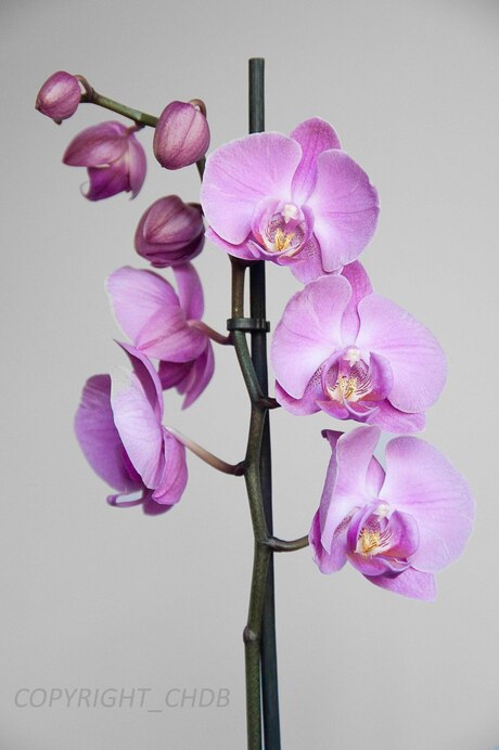 OrchideienWM