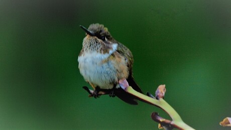 fonkelende kolibrie (scintillant hummingbird, selasphorus Scintilla)