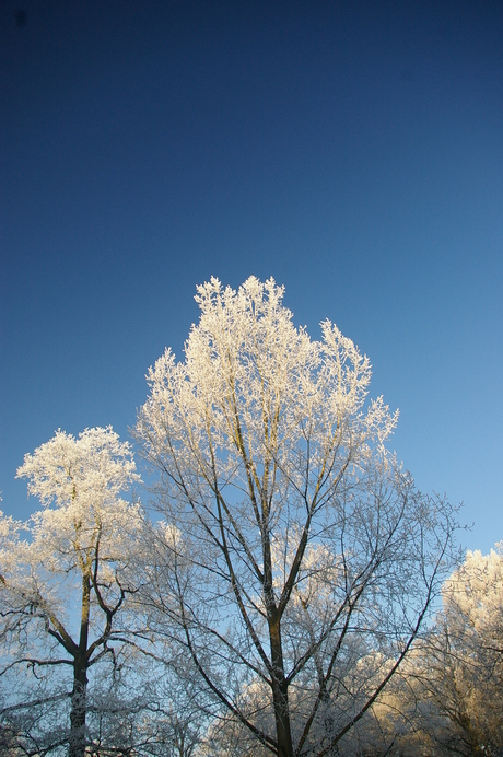 The beauty of the winter