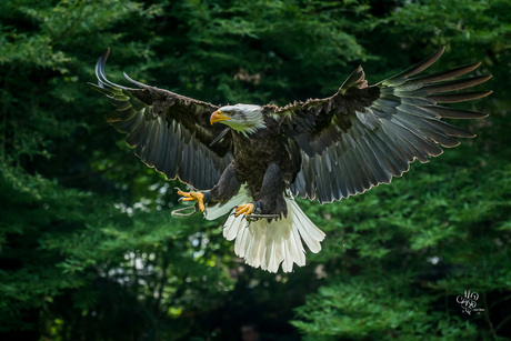 Preparing for landing