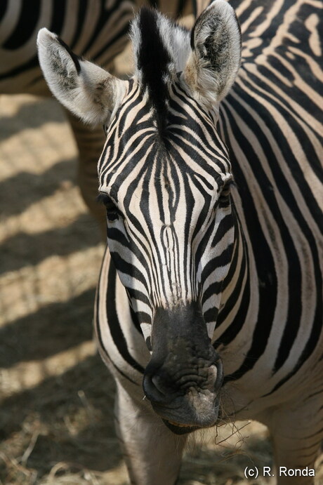 Zebra