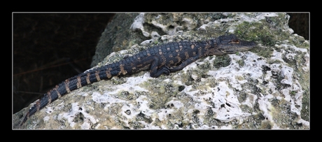 baby alligator