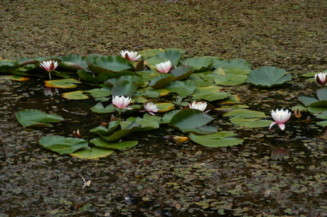 Vennetje op Vlieland