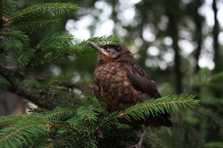 Vogeltje