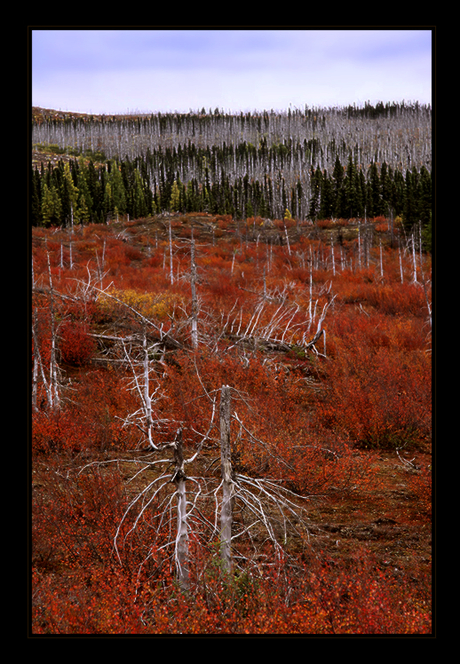 Taiga Canada