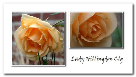 Lady Hillingdon Clg
