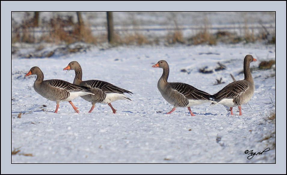 Grauwe ganzen in de sneeuw  foto van Ingridve Dieren Zoom nl 