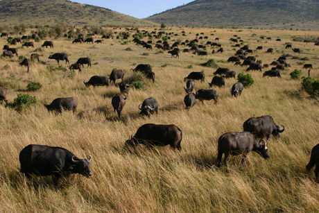 buffalo's in Masai-mara
