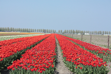 Tulpenveld