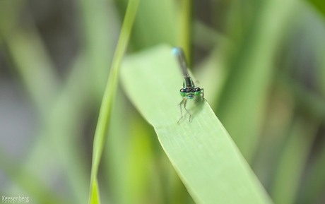 Hoog in het riet