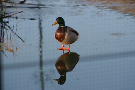 Walk on water