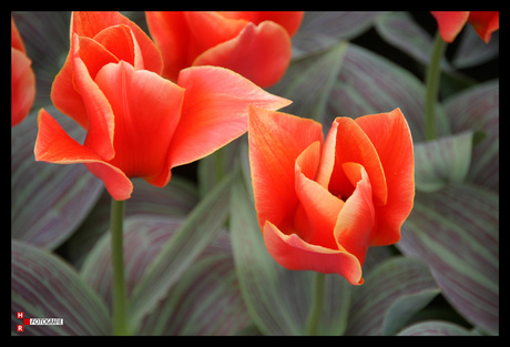 Red flower in flight