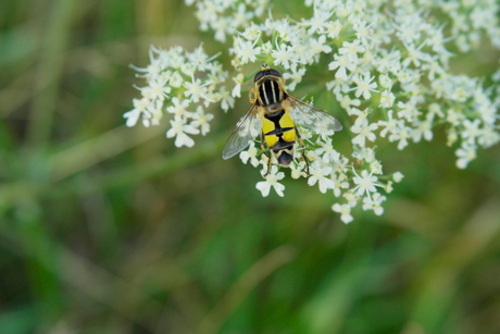 natuur 046.JPG