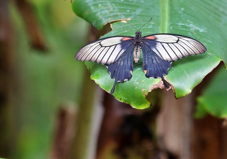 Papilio lowi ♀