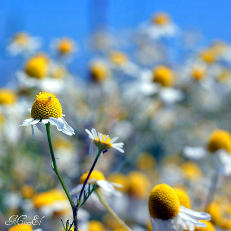 kamille bokeh