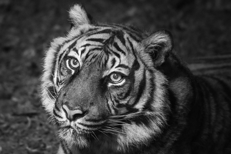 tijger in zwart wit