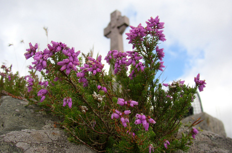 Celtic cross