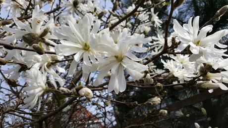 Magnolia