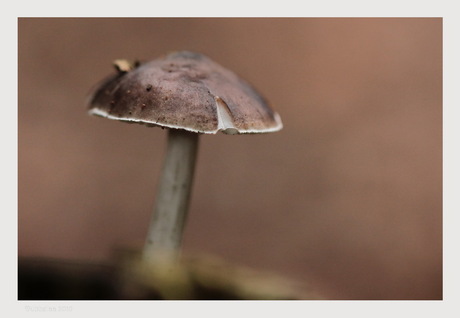 Groot diafragma op kleine paddenstoel