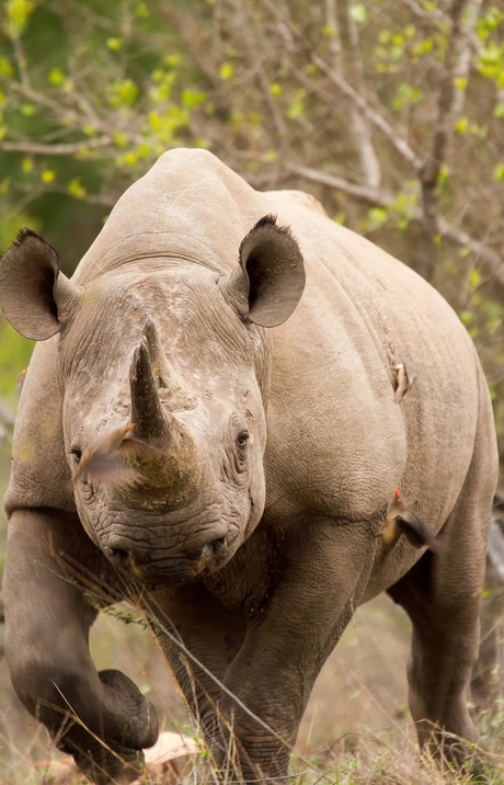 Aanvallende zwarte neushoorn