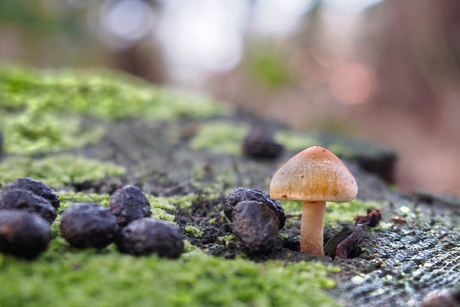 Januari Paddenstoelen