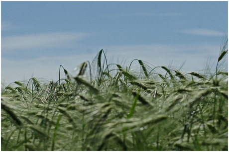 Natuur's stilleven 1