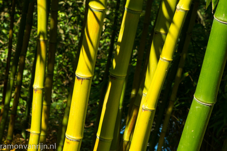 Botanische Tuinen Utrecht-160.jpg