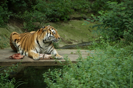 Tijger met sparerib menu.