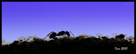 tegenlicht mier en haar luizen