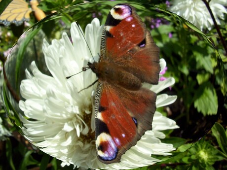 vlinder in een luchtbel