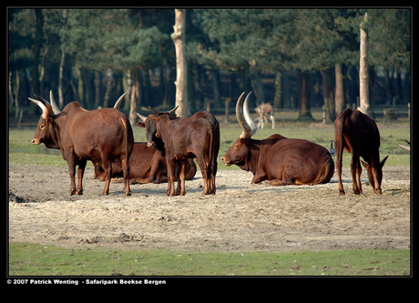 Beekse Bergen