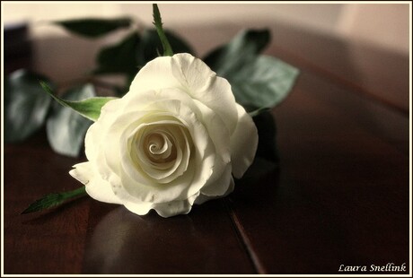 White rose