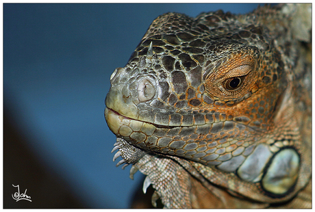 Iguana