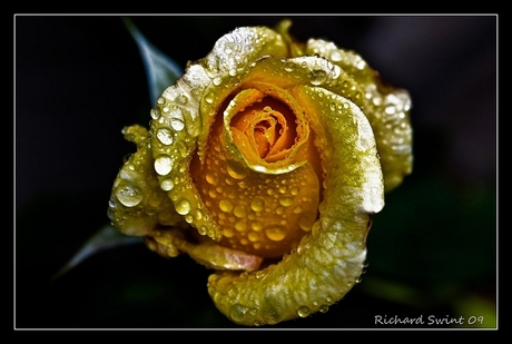 The gold rose