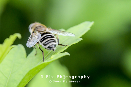 Poging tot macro 8 - - - foto door Svekke84 op 02-06-2018