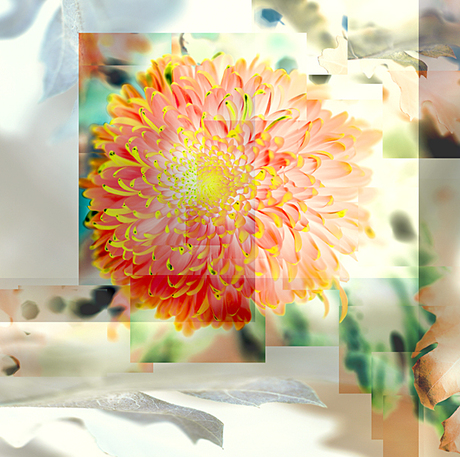 chrysant 01.jpg