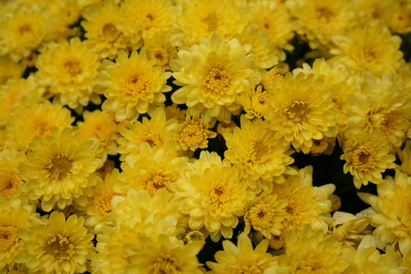 gele bloemen