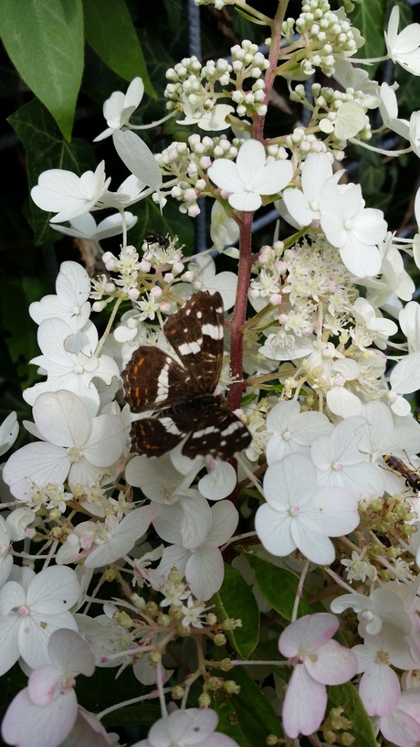#smartphone vlinder op bloem