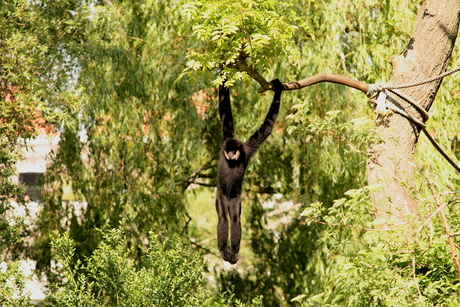 Aap in Artis