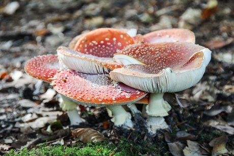 Paddenstoelen